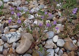 Attēlu rezultāti vaicājumam “Acinos arvensis flower”