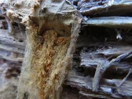 Attēlu rezultāti vaicājumam “Didymium clavus stalked”