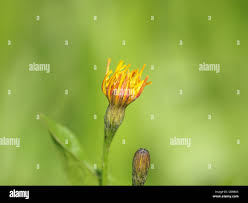 Attēlu rezultāti vaicājumam “Leontodon autumnalis  flower”