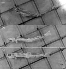 Image result for Coregonus huntsmani