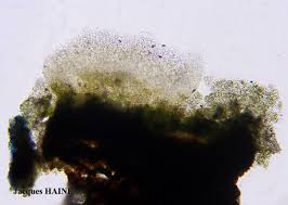 Attēlu rezultāti vaicājumam “Biatora sphaeroides”