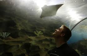 Image result for Cleveland Divers