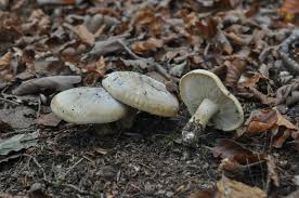 Attēlu rezultāti vaicājumam “Trichia alpina macro”