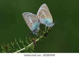 Attēlu rezultāti vaicājumam “Eumedonia eumedon”