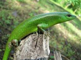 Risultati immagini per dasia smaragdina