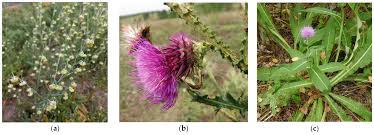Attēlu rezultāti vaicājumam “Asteraceae”