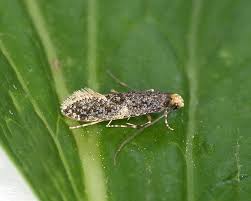 Attēlu rezultāti vaicājumam “Monopis weaverella”