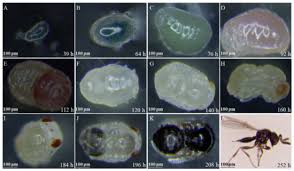 Attēlu rezultāti vaicājumam “Trichoptera egg mass”