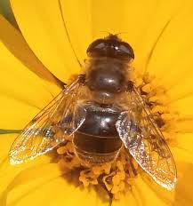 Attēlu rezultāti vaicājumam “Eristalis sp.”
