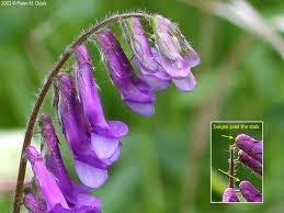 Attēlu rezultāti vaicājumam “Vicia”