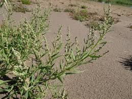 Attēlu rezultāti vaicājumam “Atriplex littoralis leaf”