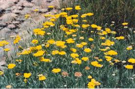 Image result for Achillea filipendulina