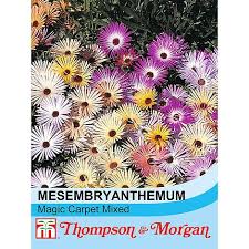 Image result for Mesembryanthemum criniflorum
