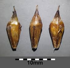 Attēlu rezultāti vaicājumam “Sparganium neglectum fruit”