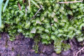 Attēlu rezultāti vaicājumam “Scapania irrigua”