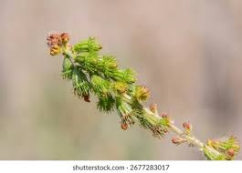 Attēlu rezultāti vaicājumam “Agrimonia eupatoria fruit”