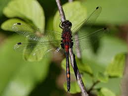 Attēlu rezultāti vaicājumam “Leucorrhinia dubia male”