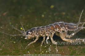 Attēlu rezultāti vaicājumam “Asellus aquaticus”