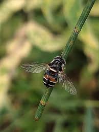 Attēlu rezultāti vaicājumam “Sericomyia lappona”