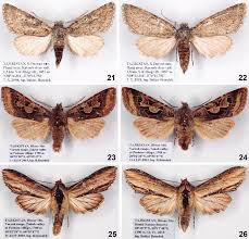 Attēlu rezultāti vaicājumam “Noctuidae”