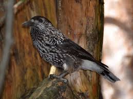 Attēlu rezultāti vaicājumam “Nucifraga caryocatactes”