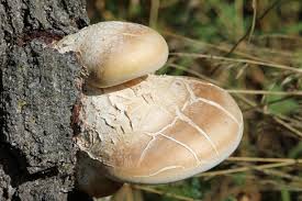 Attēlu rezultāti vaicājumam “Piptoporus betulinus”