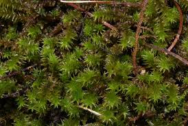 Attēlu rezultāti vaicājumam “Hedwigia ciliata sporophyte”