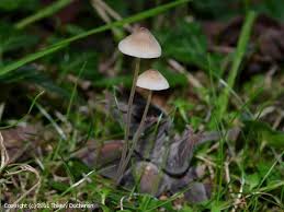 Attēlu rezultāti vaicājumam “Mycena filopes”
