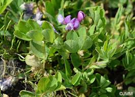 Attēlu rezultāti vaicājumam “Lathyrus japonicus subsp. maritimus”