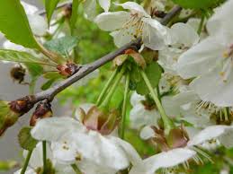 Attēlu rezultāti vaicājumam “Cerasus bud”