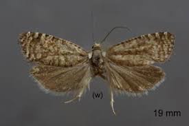 Attēlu rezultāti vaicājumam “Retinia resinella”