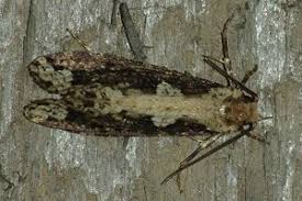 Attēlu rezultāti vaicājumam “Scardia boletella”