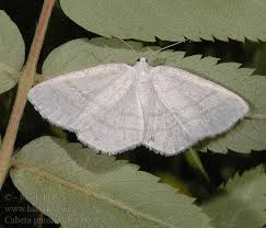 Attēlu rezultāti vaicājumam “Cabera pusaria”