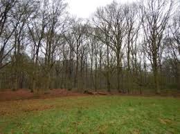 Attēlu rezultāti vaicājumam “Grynocharis oblonga”