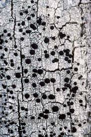 Attēlu rezultāti vaicājumam “Mycoblastus sanguinarius”