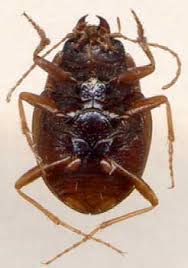 Attēlu rezultāti vaicājumam “Omophron limbatum”