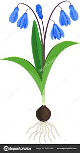 Attēlu rezultāti vaicājumam “Scilla siberica leaf”