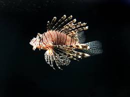 Image result for Pterois radiata