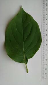 Attēlu rezultāti vaicājumam “Syringa reticulata subsp. amurensis leaf”