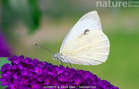 Attēlu rezultāti vaicājumam “Pieris brassicae”