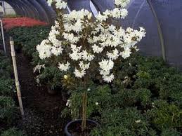 Afbeeldingsresultaat voor rhododendron cream crest