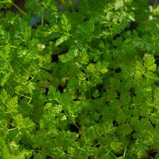 Image result for Anthriscus cerefolium