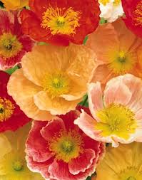 Image result for Papaver nudicaule