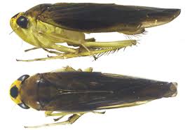 Attēlu rezultāti vaicājumam “Macrosteles sp. nymph”