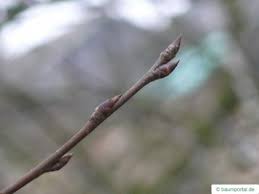 Attēlu rezultāti vaicājumam “Prunus cerasifera var. divaricata bud”