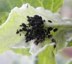 Attēlu rezultāti vaicājumam “Aphis fabae”