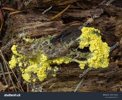 Attēlu rezultāti vaicājumam “Fuligo luteonitens spores”