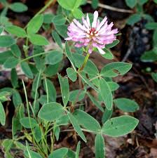 Attēlu rezultāti vaicājumam “Trifolium medium”