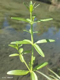 Attēlu rezultāti vaicājumam “Galium elongatum”