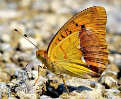 Attēlu rezultāti vaicājumam “Argynnis laodice”